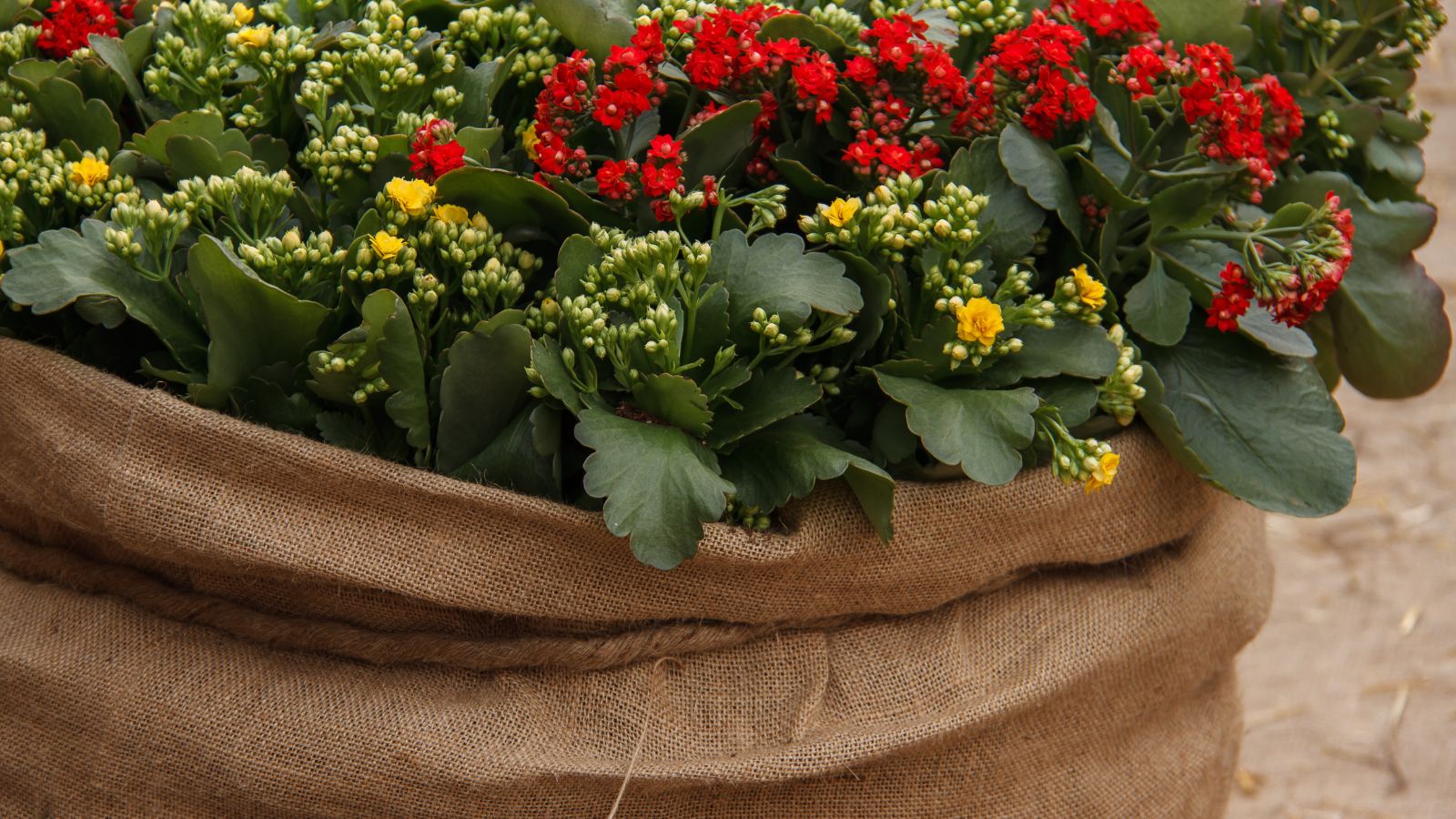 Wrap These 7 Plants in Burlap to Help Them Survive the Winter