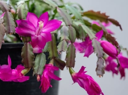 A close-up shot of green colored stems and purple-pink flowers of a succulent plant, placed on a pot, showcasing christmas cactus root rot