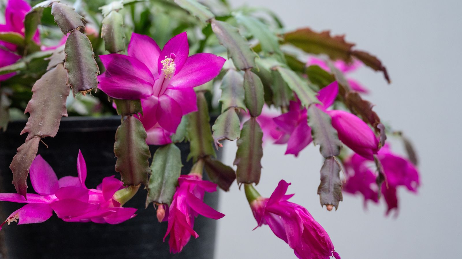 A close-up shot of green colored stems and purple-pink flowers of a succulent plant, placed on a pot, showcasing christmas cactus root rot