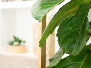A close-up shot of large green leaves of a houseplant, showcasing fiddle leaf fig dropping leaves
