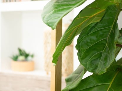A close-up shot of large green leaves of a houseplant, showcasing fiddle leaf fig dropping leaves