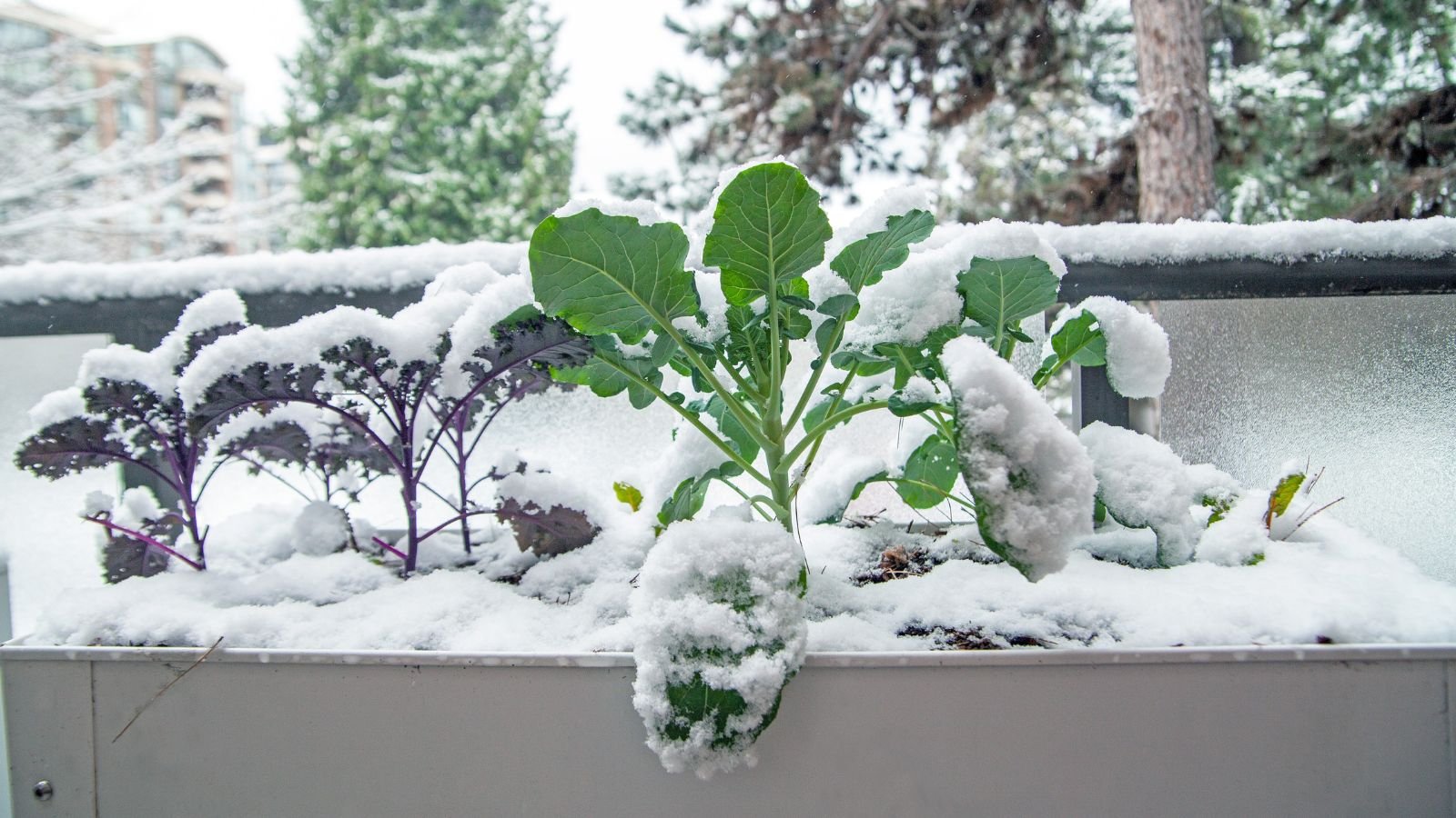 A close-up shot of several developing green leafy greens covered in snow, all placed on a metal raised bed in a well lit area