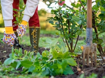 A person working to remove plants beds fall, using pruners to cut the foliage and hands to pull out the plant from the dark brown soil