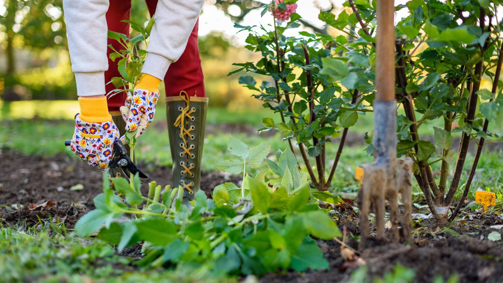 A person working to remove plants beds fall, using pruners to cut the foliage and hands to pull out the plant from the dark brown soil
