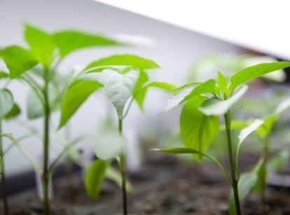 A tray with seeds start grow lights December, appearing to show small green seedlings developing under bright white light emanated by grow lights