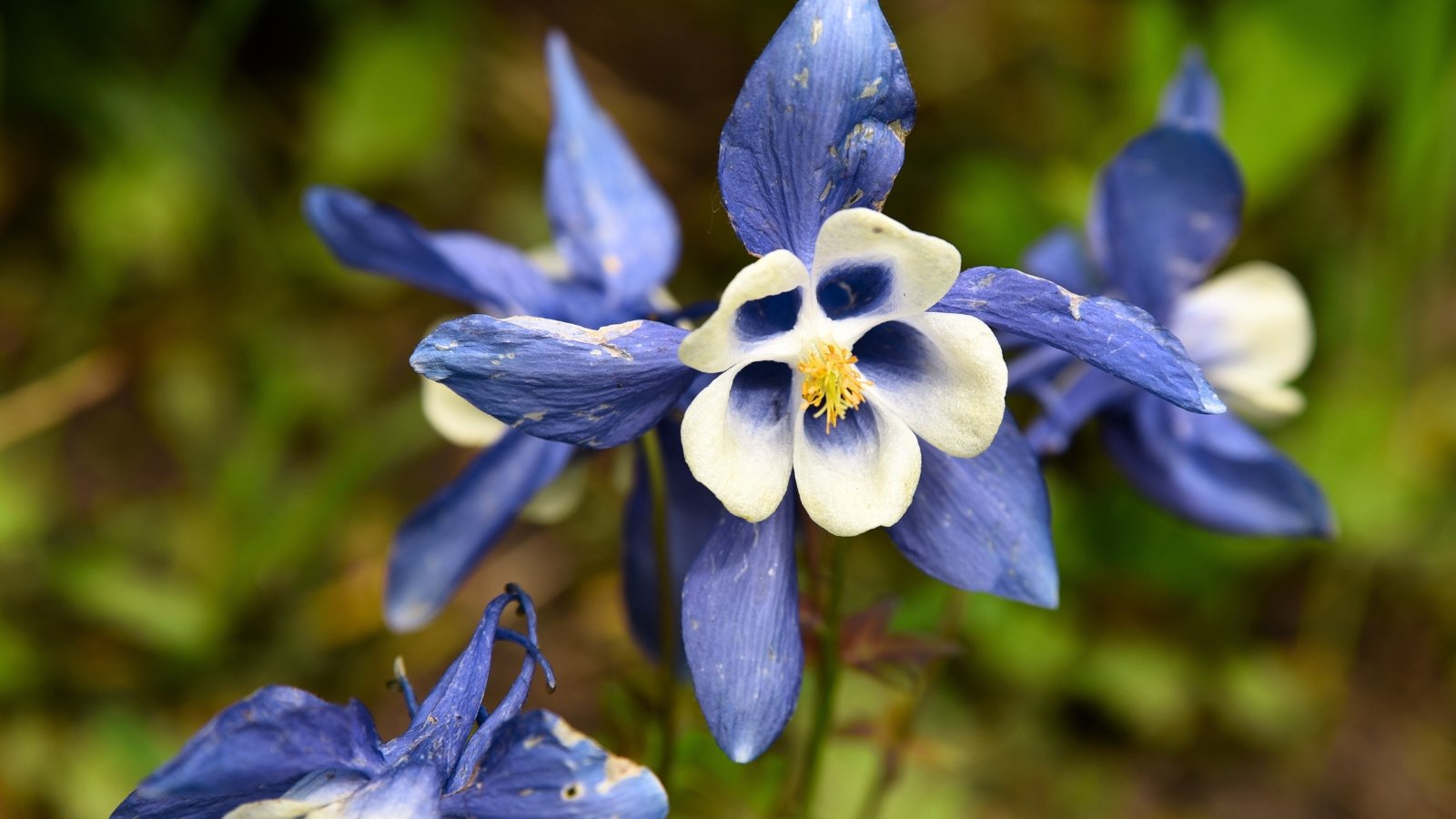 A bloom features five prominent, slightly pointed blue petals and five shorter, creamy-white inner petals surrounding a small yellow stamen cluster.