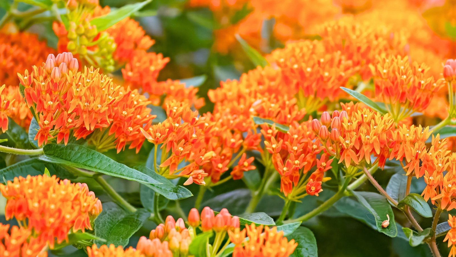 Densely packed clusters of tiny, star-shaped flowers exhibit a vibrant, uniform orange color atop contrasting dark green stems and leaves.