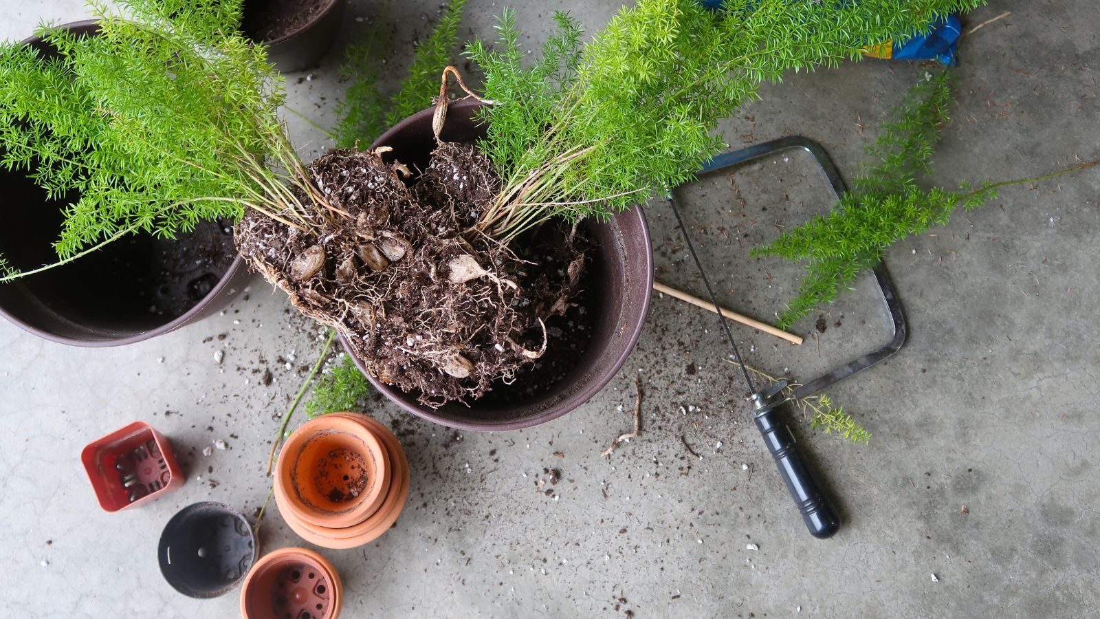 Asparagus densiflorus being transplanted after having the plant becoming root bound, placed on a concrete surface that looks gray