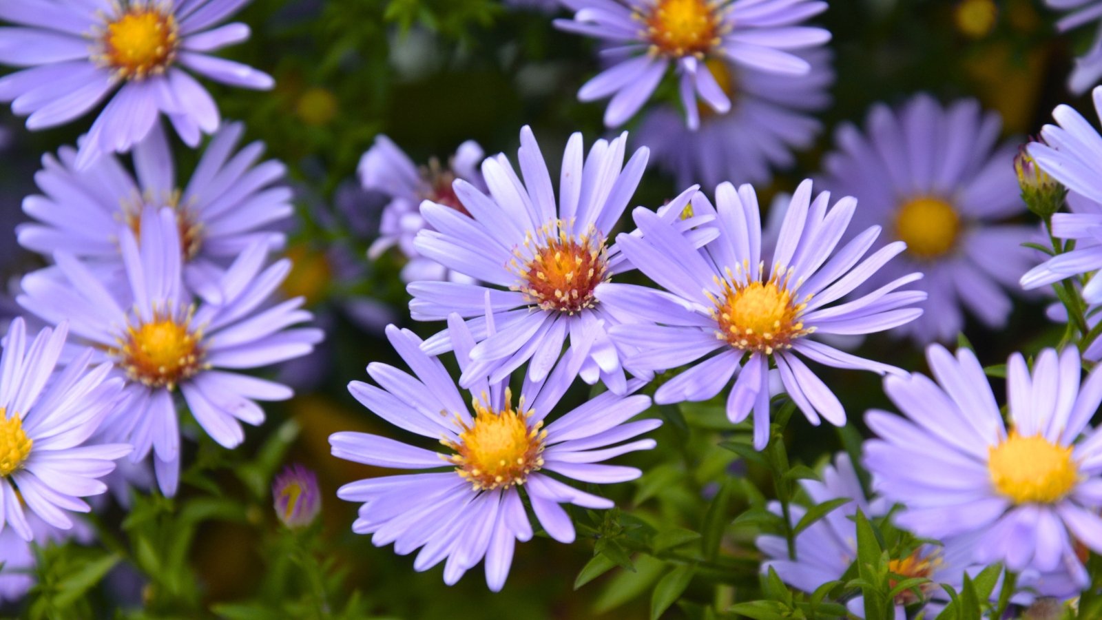Numerous slender, pale lavender-purple ray petals radiate outwards from a bright yellow and orange central disc on multiple daisy-like blossoms.