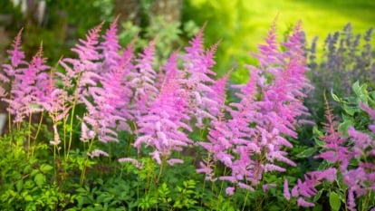 Upright, feathery plumes of small, densely packed, reddish-pink to lavender flowers rise above low mounds of segmented green foliage.