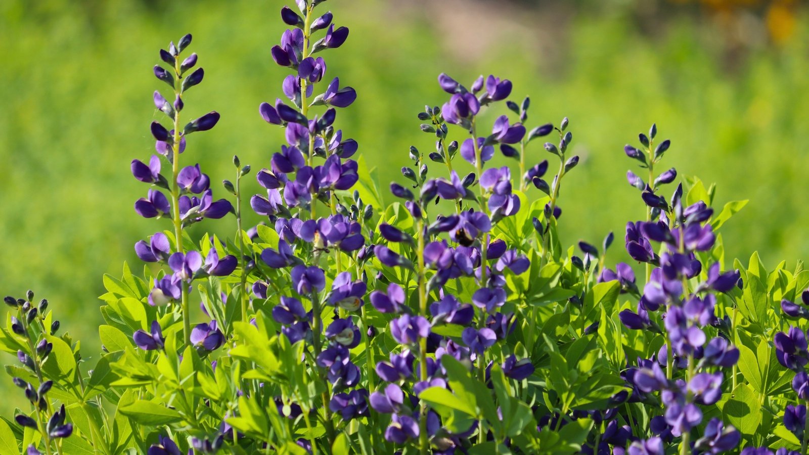 Tall, upright spires are covered in small, deep indigo-purple, pea-shaped flowers nestled among smooth, clover-like green leaves.