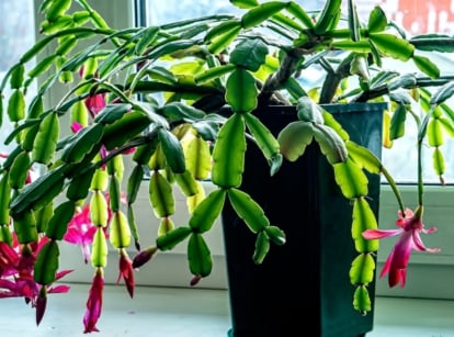 Beginner Christmas cactus growing in a pot appearing to receive abundant sunlight as it is placed near a window painted white with glass