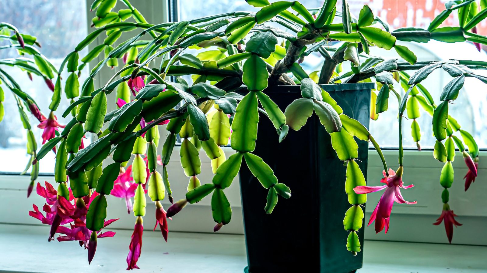 Christmas Cactus 101: The Complete Beginner’s Guide