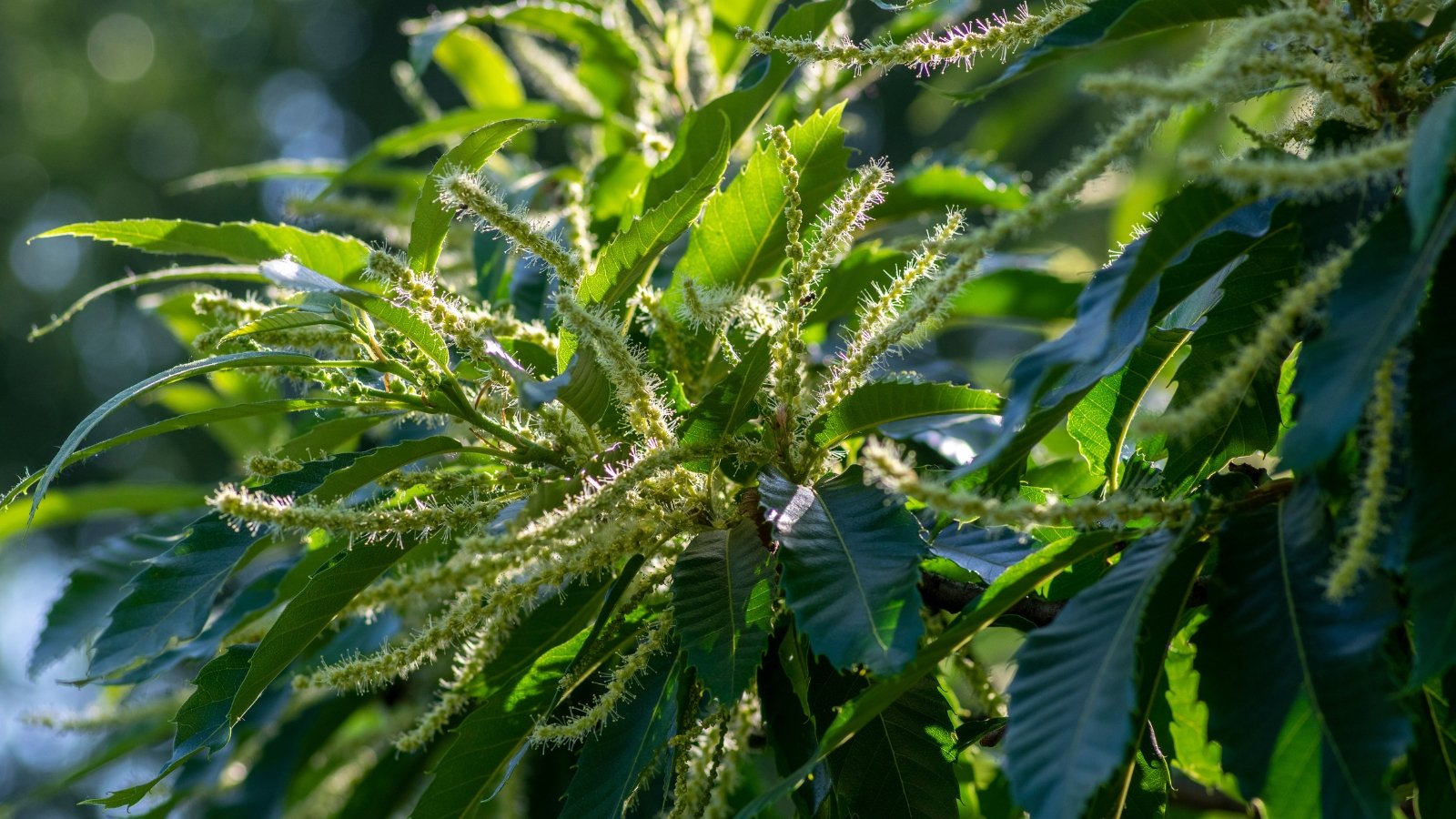 Tree branches in a sunny garden with long, pale catkin-like flowers hanging among glossy serrated green leaves.
