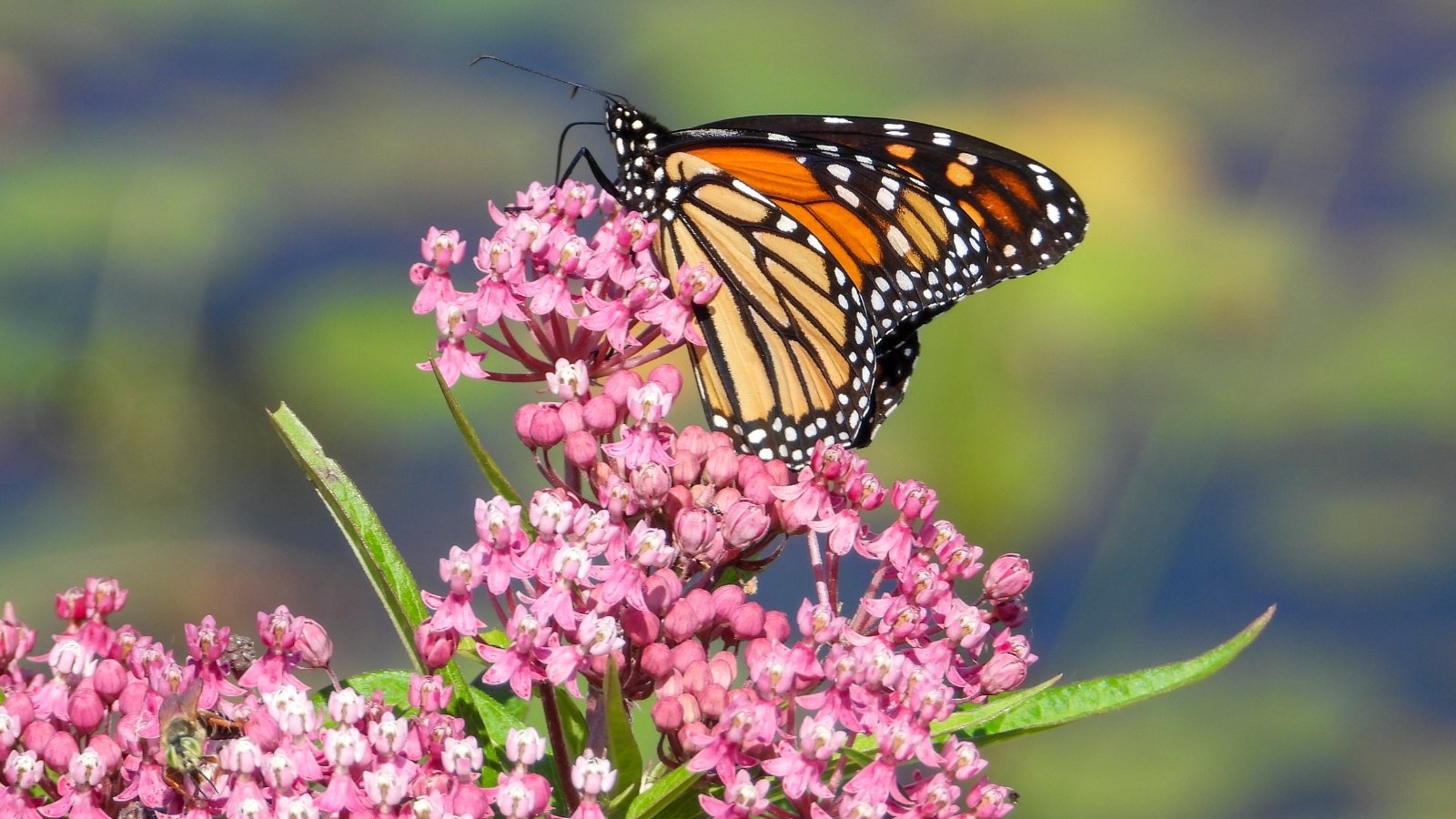 Monarch butterfly with bright orange and black wings perched on clusters of small, star-shaped pink flowers with slender petals and yellow centers.