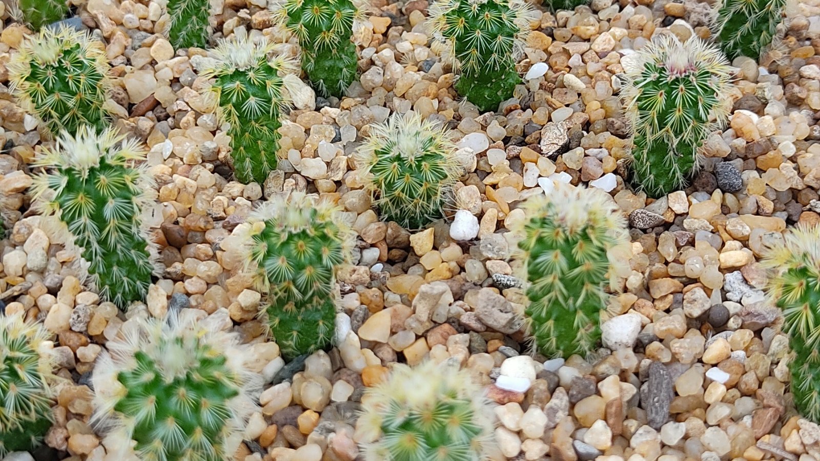 Tiny cactus seedlings emerge from coarse gravel, showing pale green, spiny tips clustered closely together.
