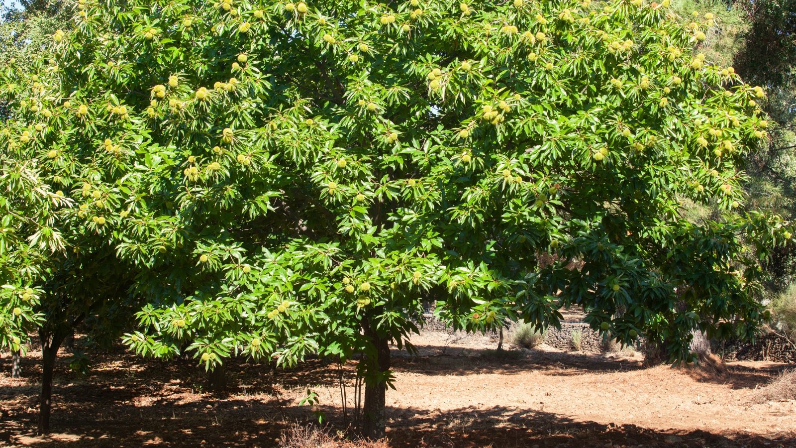 Large Castanea sativa tree with wide spreading branches, long serrated green leaves, and clusters of spiky burrs containing brown nuts.
