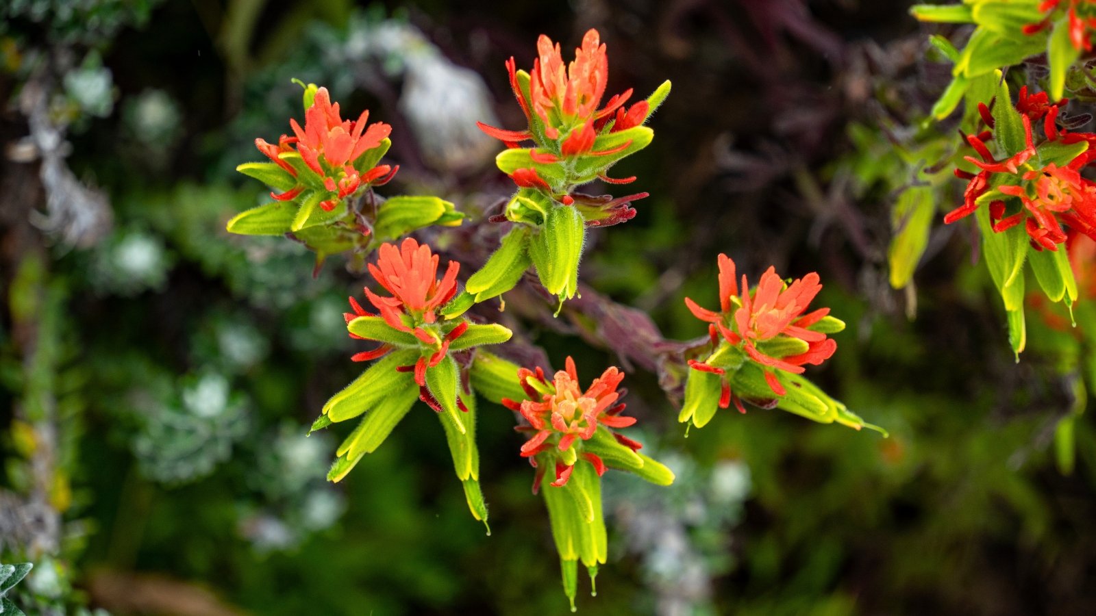 Terminal clusters of showy, deeply lobed bracts display a vivid color gradient from bright chartreuse green at the base to fiery reddish-orange at the tips.