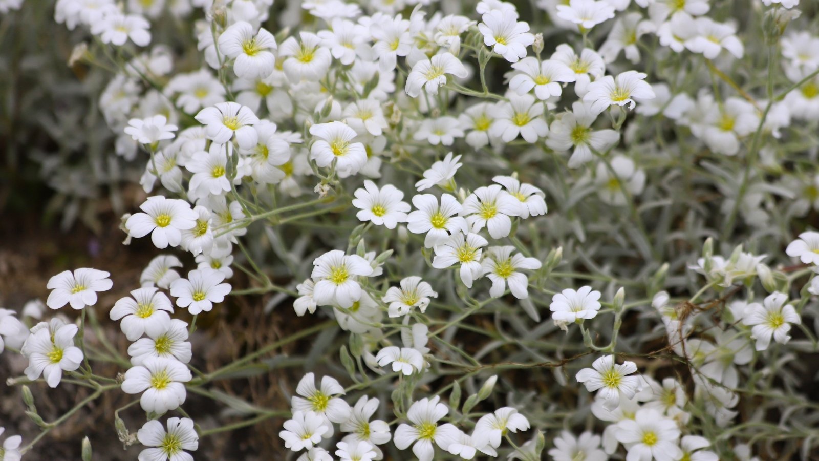 Numerous small, pure white flowers with slightly notched petals and a tiny yellow center grow on slender stems above fuzzy, silver-green foliage.