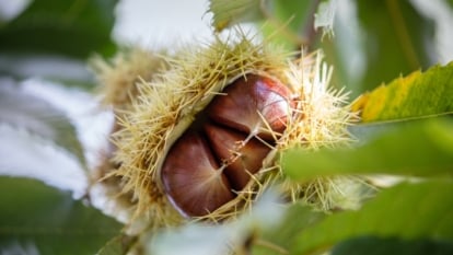 Bottom view of a branch with serrated green leaves holding a split spiky peel that reveals glossy brown nuts hanging inside.