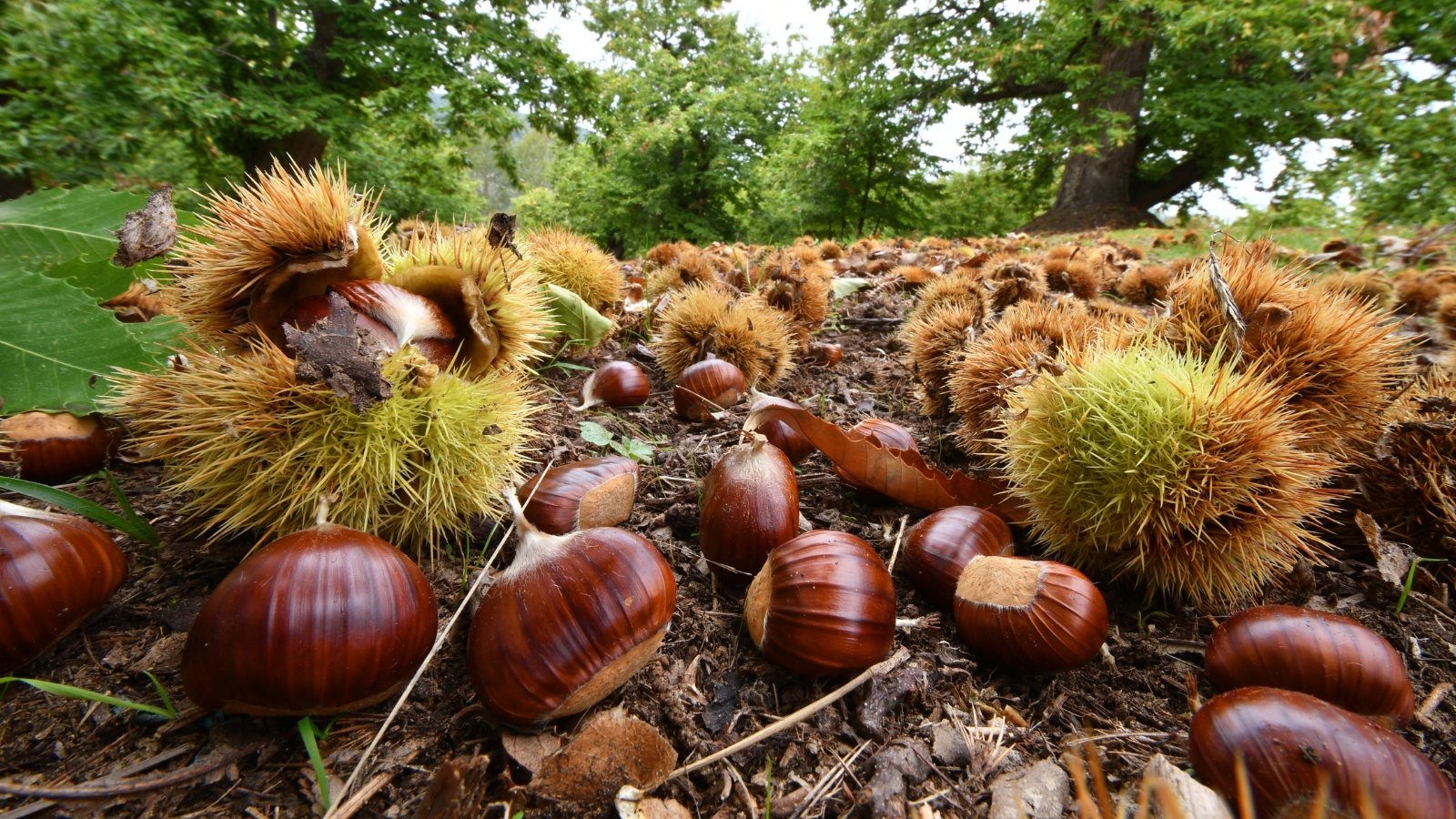 Spiky chestnut burrs split open on the ground, revealing glossy brown nuts among fallen autumn leaves.
