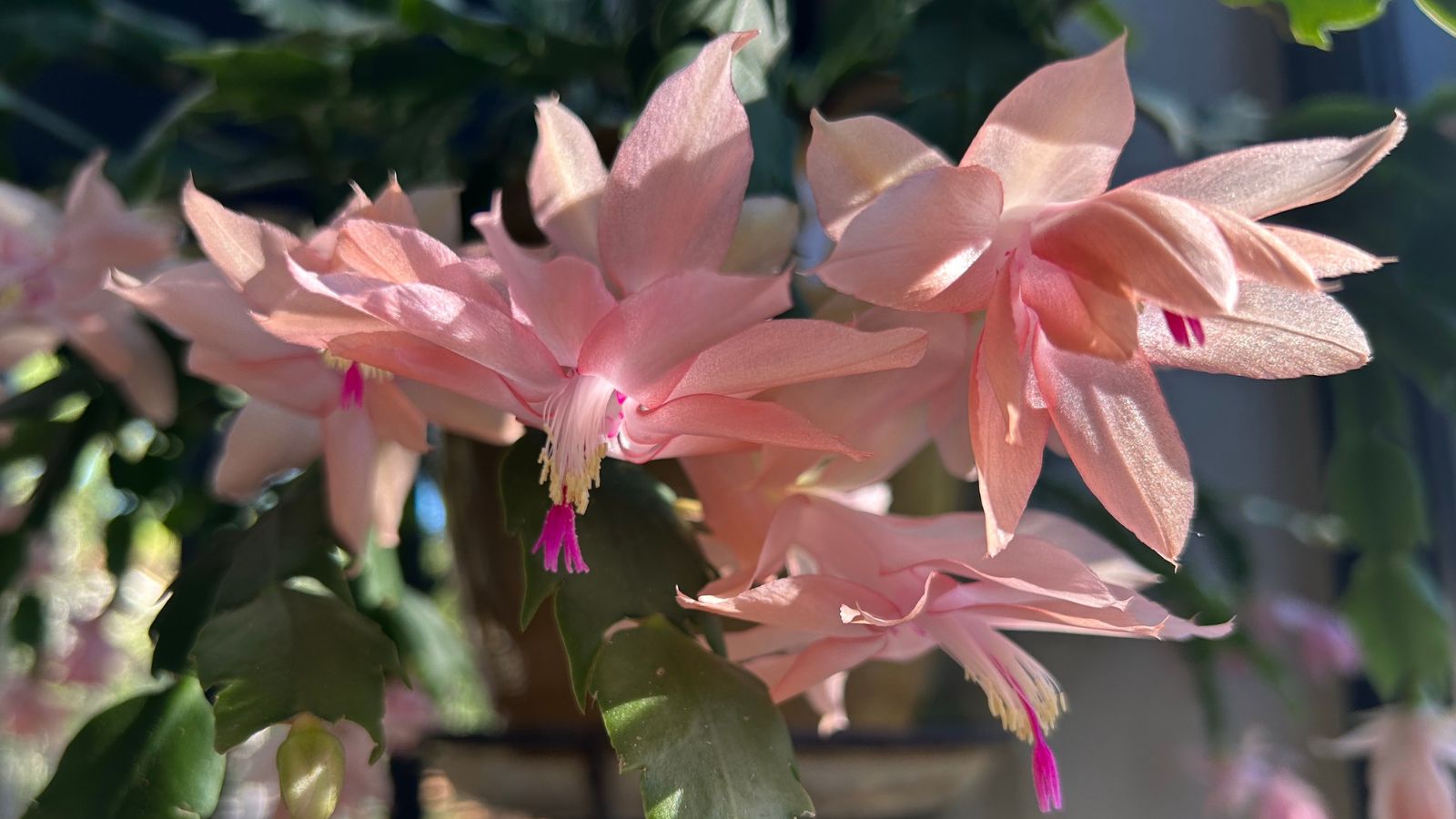 A close-up shot of a composition of delicate pale pink colored flowers alongside green flat stems, of the Christmas Fantasy variety, developing in vibrant sunlight outdoors