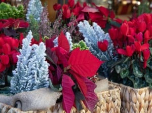 Christmas cactus alternatives placed in woven baskets having lovely and vivid red parts and blooms surrounded by green fronds of conifers for decoration