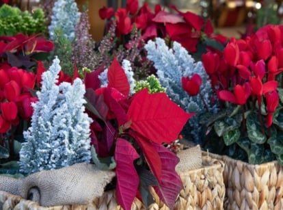 Christmas cactus alternatives placed in woven baskets having lovely and vivid red parts and blooms surrounded by green fronds of conifers for decoration