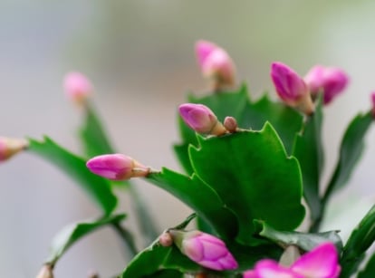 A close up shot of Christmas cactus buds appearing to have vivid green forms with pink buds at the ends pointing upwards