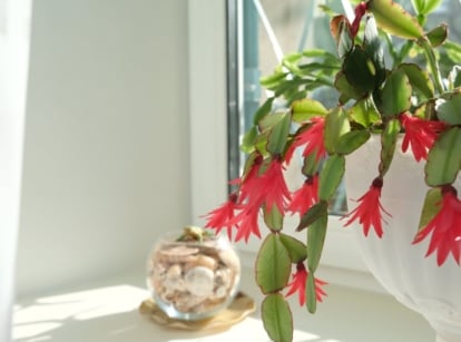A potted plant placed near a window with a glass container beside it meant to control Christmas cactus humidity, appearing to have vibrant green forms and vivid red blooms