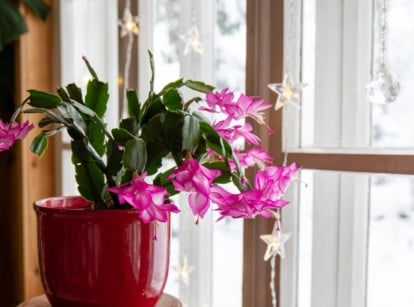 An area with a window having curtain lights in the background, as a Christmas cactus light in a pot appears healthy with pink hues on the blooms
