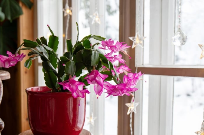 An area with a window having curtain lights in the background, as a Christmas cactus light in a pot appears healthy with pink hues on the blooms