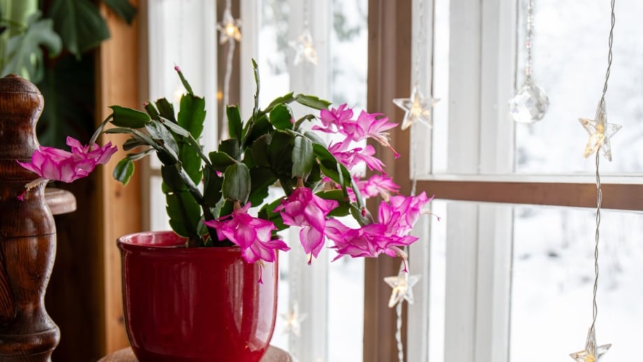An area with a window having curtain lights in the background, as a Christmas cactus light in a pot appears healthy with pink hues on the blooms