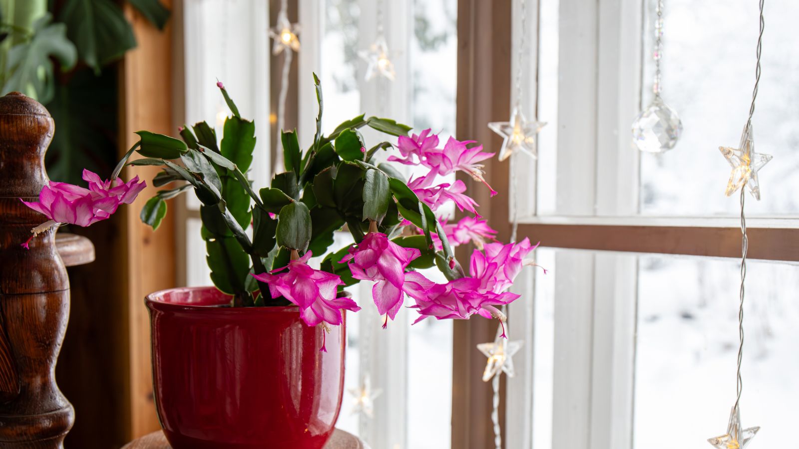 How to Provide the Light Your Christmas Cactus Needs to Thrive How to Provide the Light Your Christmas Cactus Needs to Thrive