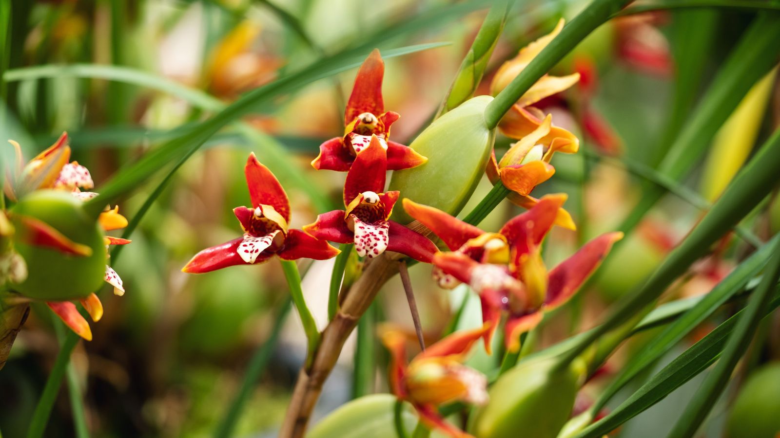 A lush Coconut Orchid plant appearing to have study green stems and vibrant red petals with some pieces appearing white with red spots
