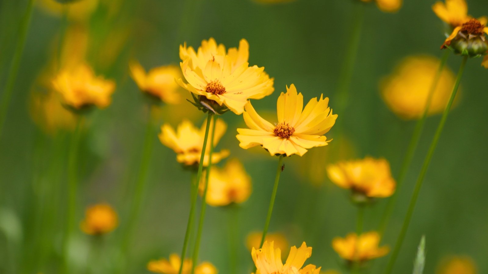Slender stems hold multiple bright yellow blossoms with slightly serrated, delicate petals and a small reddish-brown center above a soft green field.