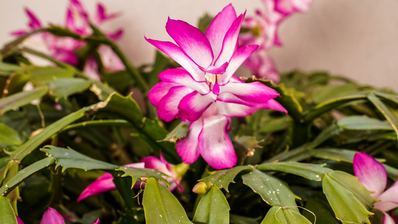 A close-up shot of a small composition of vibrant pink and white colored blooms, atop flat segmented stems of the Cristen variety of succulent plant