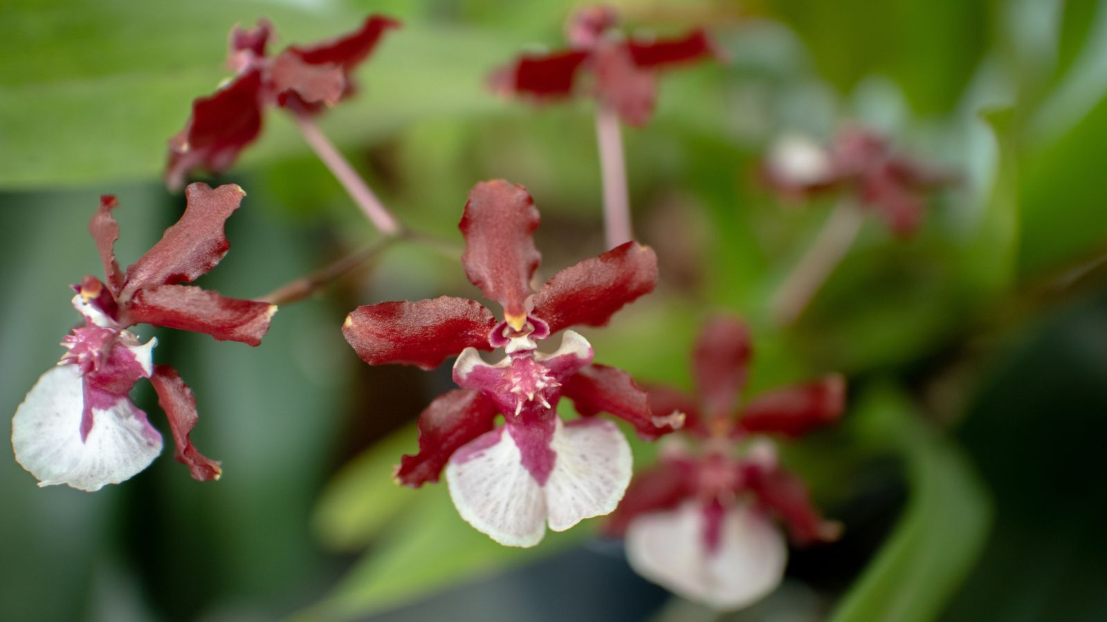 A macro shot of Dancing Lady Orchid appearing to have shiny and waxy petals with deep green foliage in the background