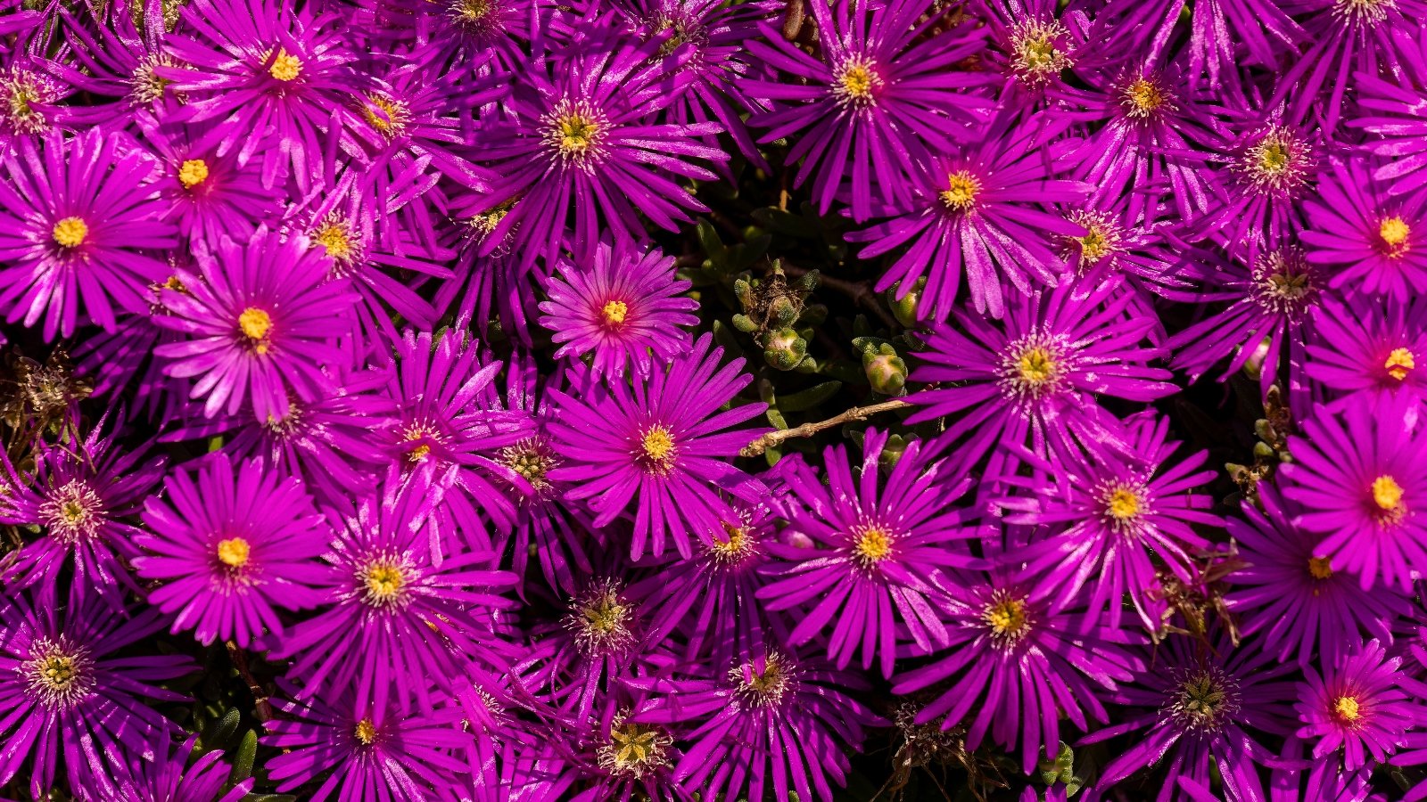 A tightly packed cluster of vivid magenta blossoms with numerous long, slender petals and bright yellow centers, forming a thick floral carpet.