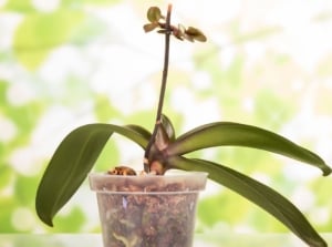 Determining if orchid dead based on the appearance of the plant, having no blooms and long green leaves with a brown stem while the sunlight looks bright in the background