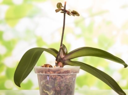 Determining if orchid dead based on the appearance of the plant, having no blooms and long green leaves with a brown stem while the sunlight looks bright in the background