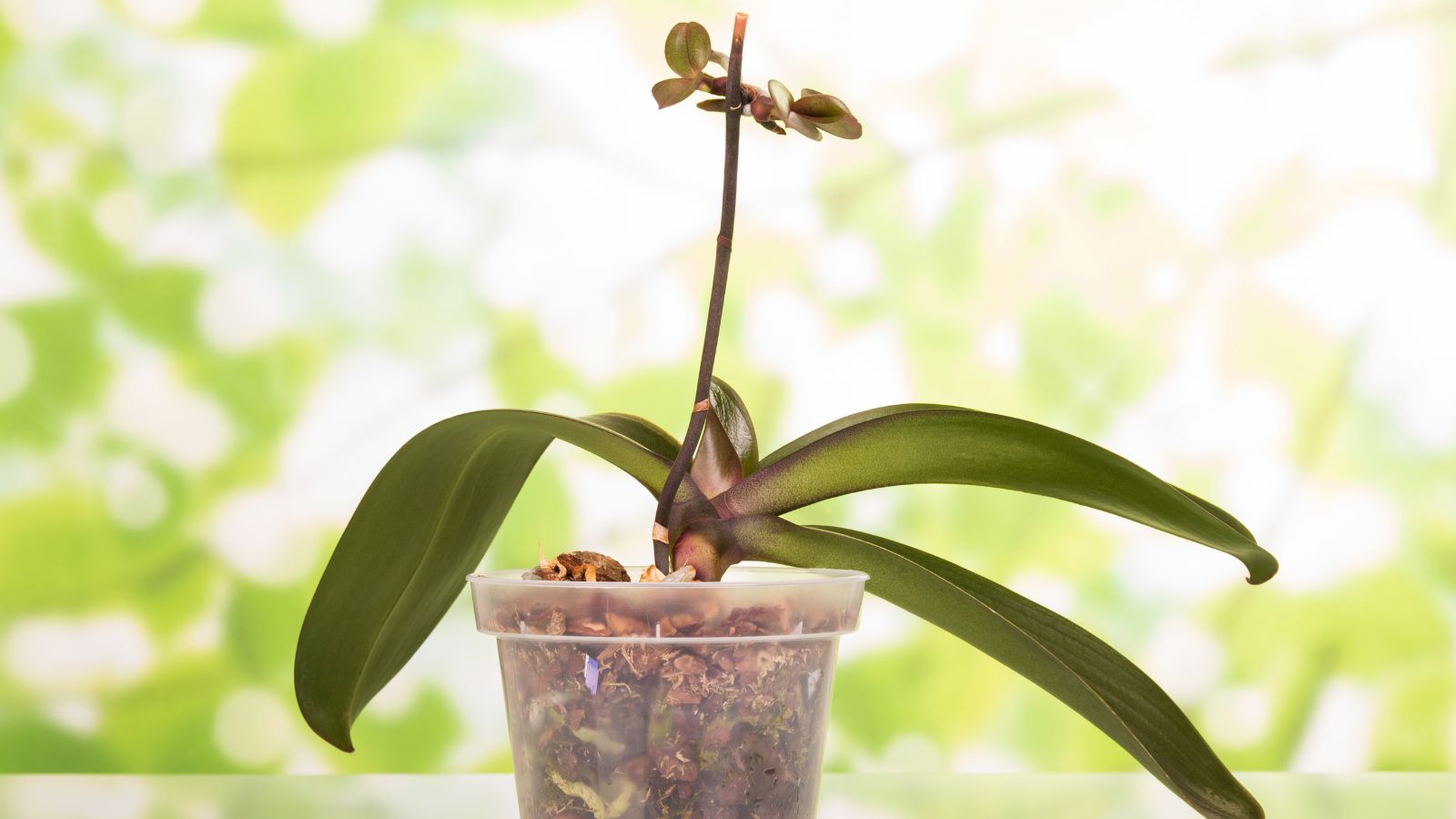 Is My Orchid Dead? How to Tell if It Will Bloom Again Is My Orchid Dead? How to Tell if It Will Bloom Again