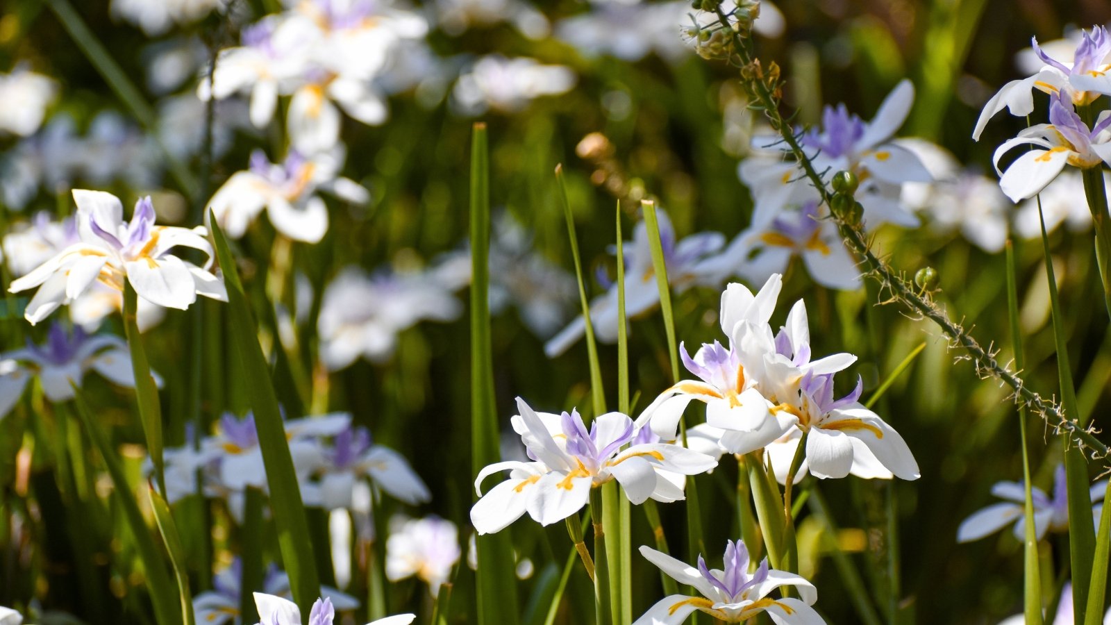 Multiple white, three-petaled flowers with purple and yellow markings at their centers rise on thin stems from a backdrop of tall, blade-like green leaves.