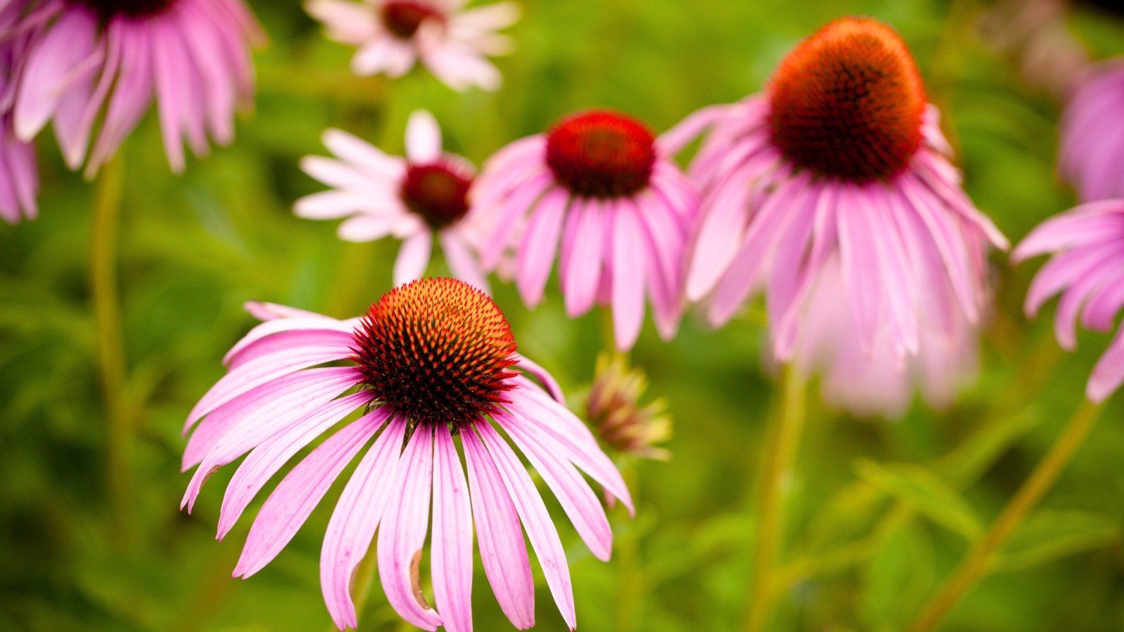 Numerous drooping, pale pink petals surround a spiky, cone-shaped central disc of reddish-brown, rising above bright green foliage.