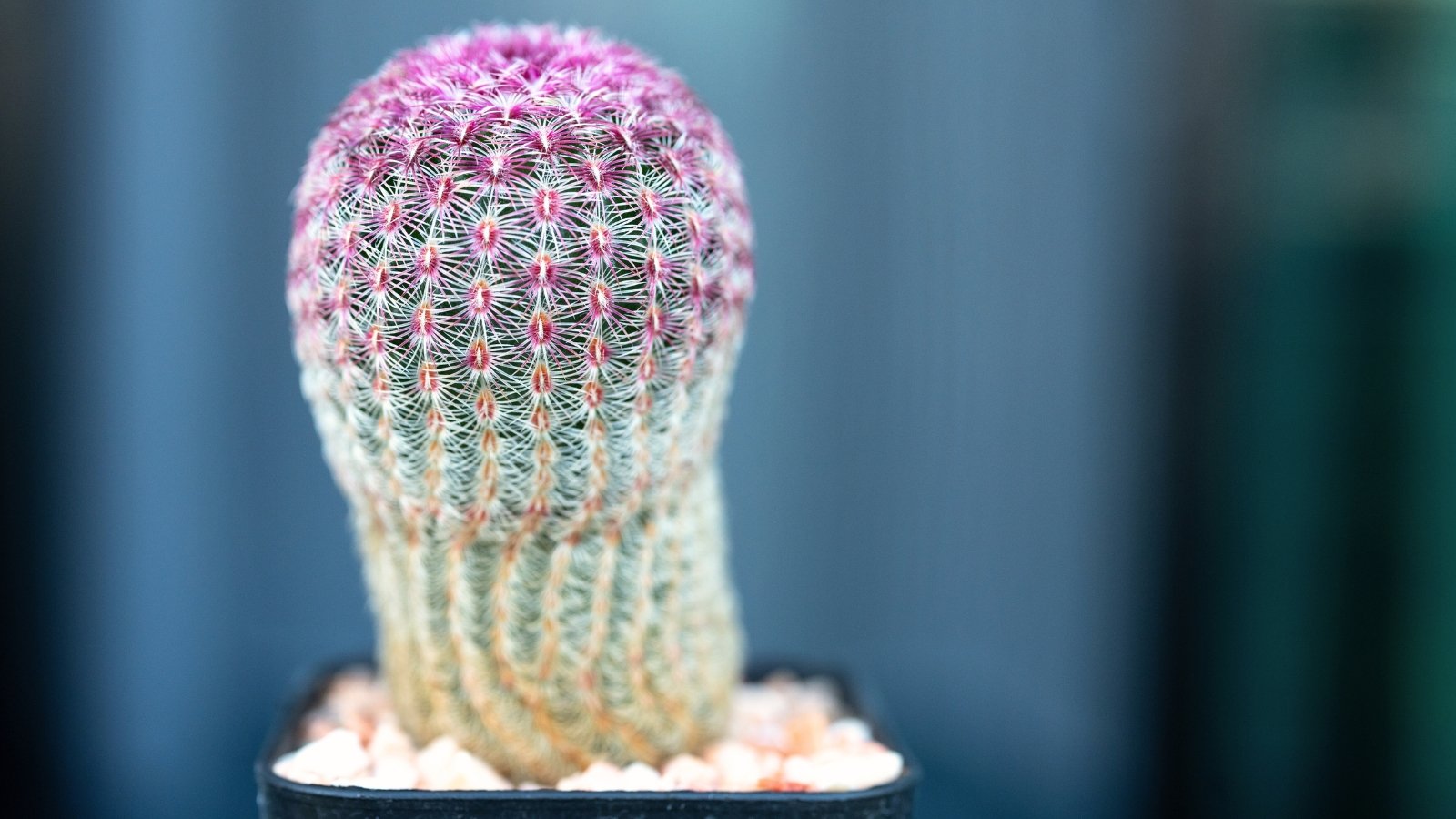 A ribbed cactus rises from its pot with evenly spaced rings of rosy and pale spines.