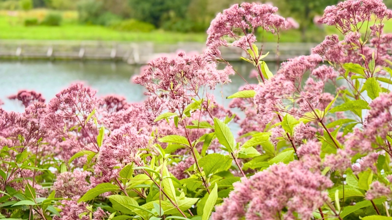 Large, dome-shaped clusters of feathery, dusty-rose pink florets top tall stems with broad, textured green leaves in a dense formation.