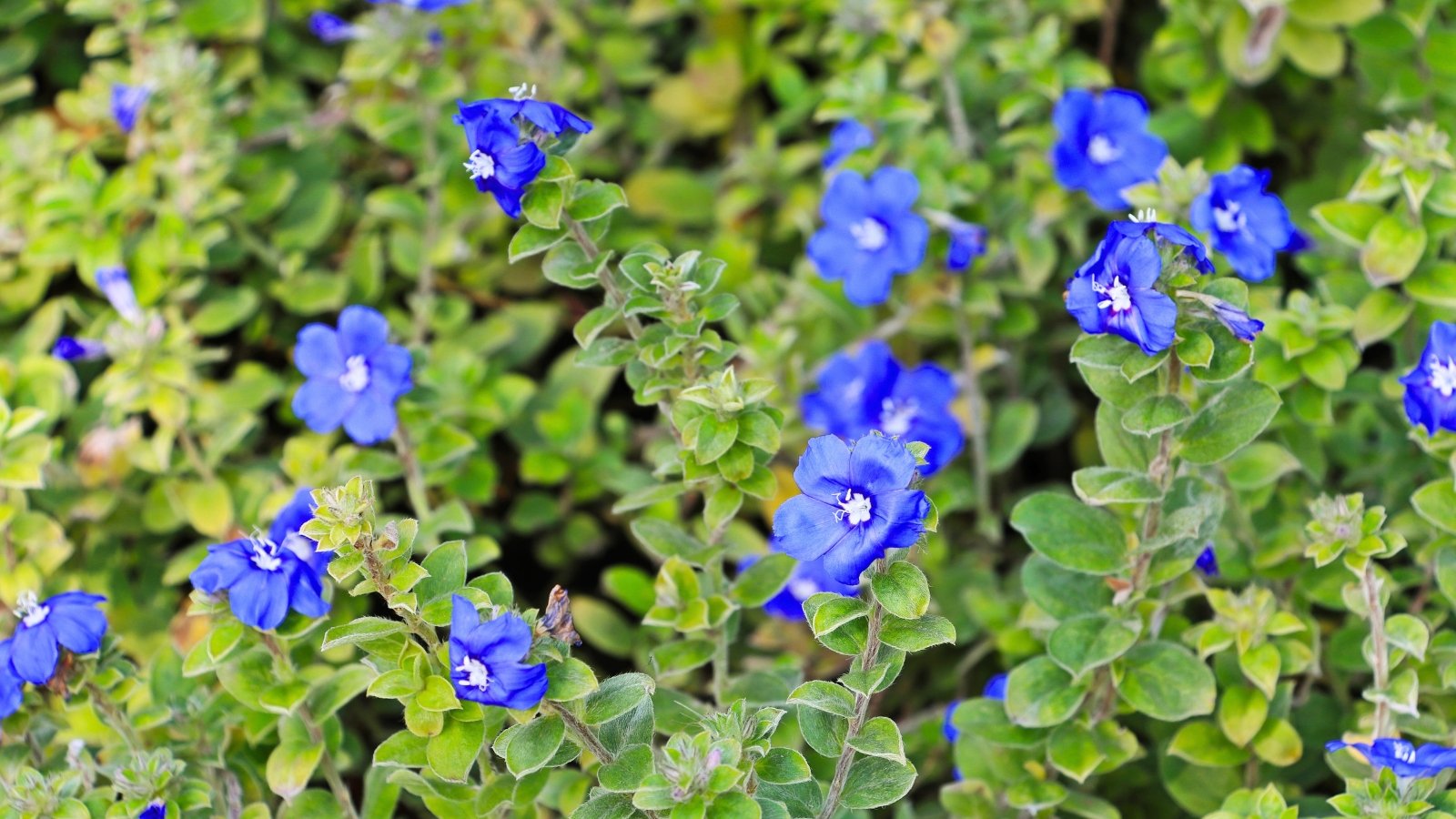 Rich, funnel-shaped sky-blue flowers with white central eyes sit nestled among small, densely arranged, fuzzy green leaves along creeping stems.