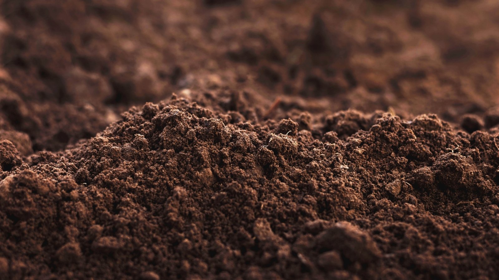Close-up of dark, rich loam soil with crumbly texture and visible small organic particles.

