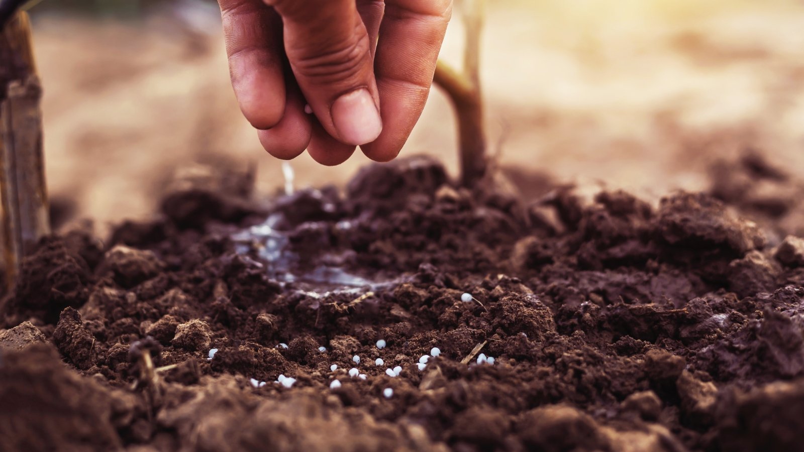 Close-up of a gardener's hand adding white granular fertilizer to the soil in the garden.