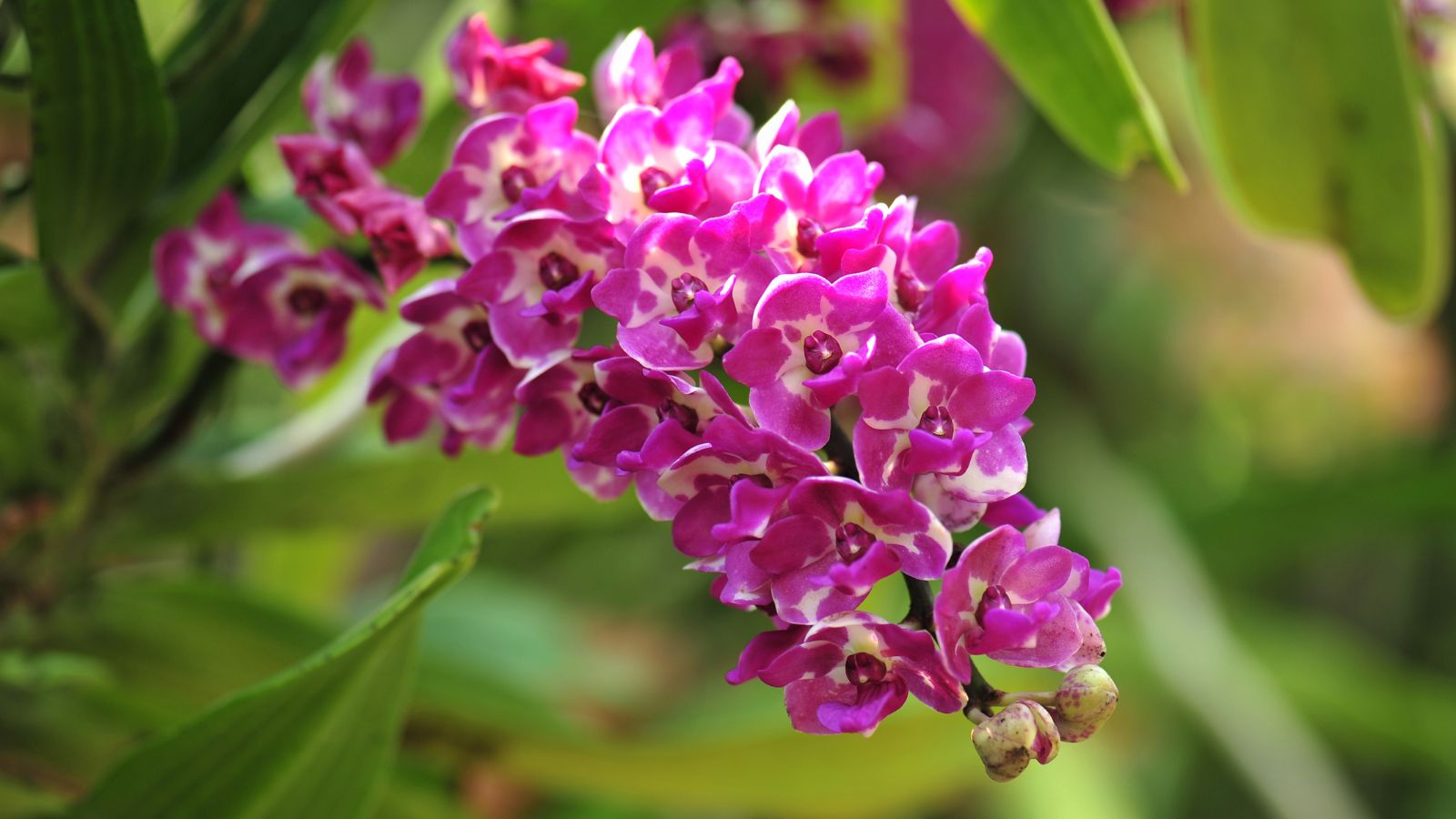 A close up shot of a Foxtail Orchid appearing to have a cluster of pink blooms having a vibrant bloom with bright green foliage